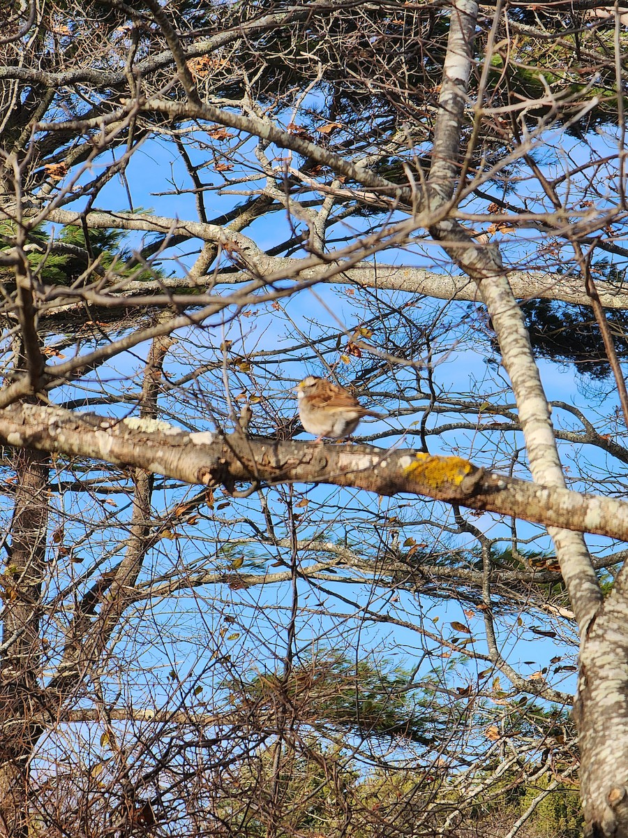 White-throated Sparrow - ML645954488