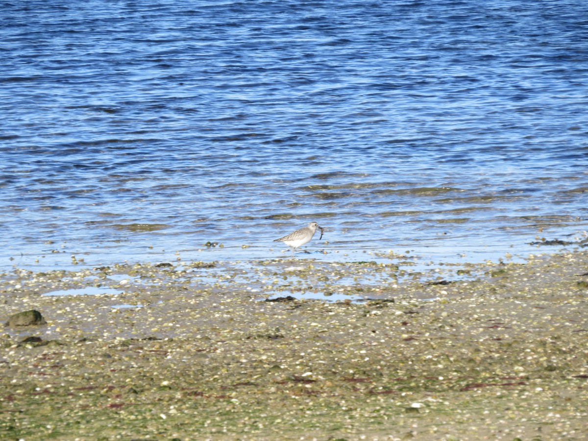 Black-bellied Plover - ML645954491