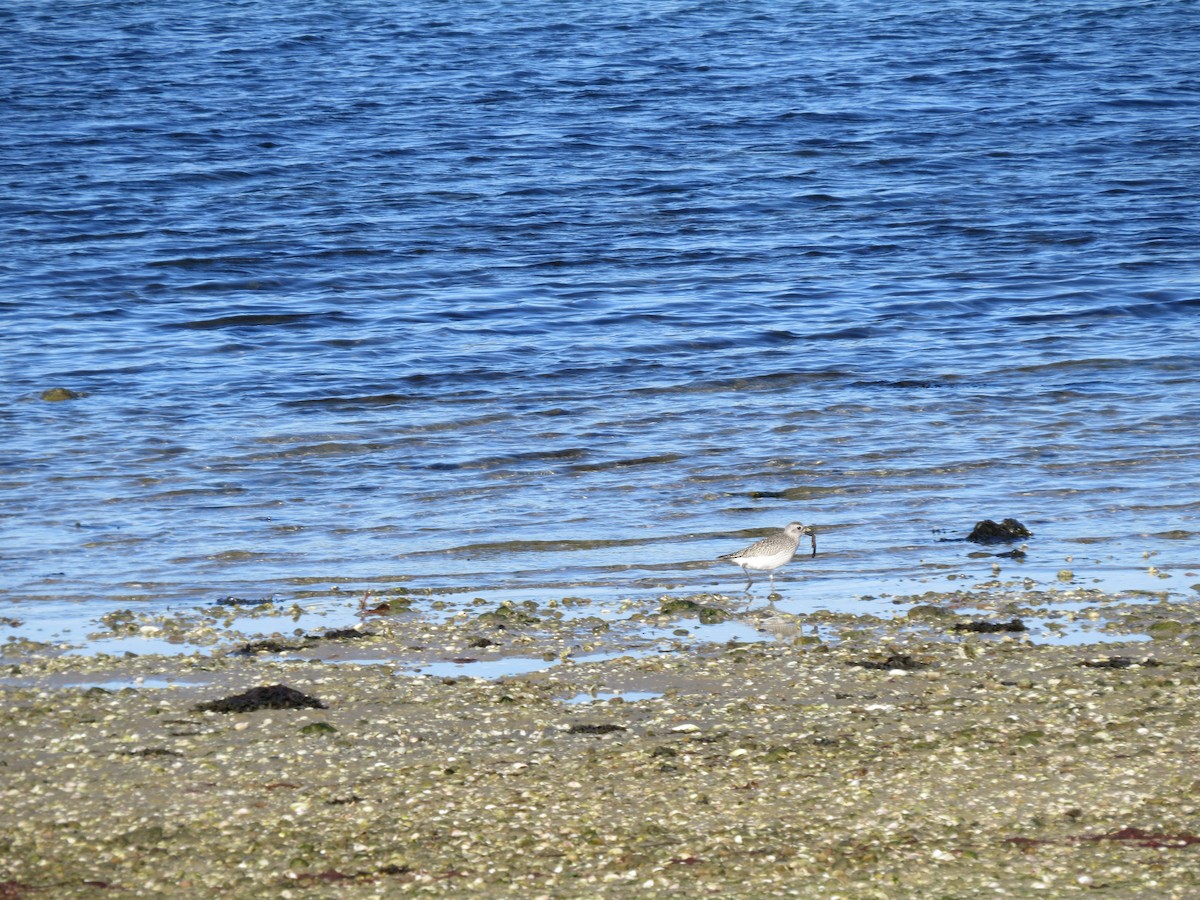 Black-bellied Plover - ML645954492