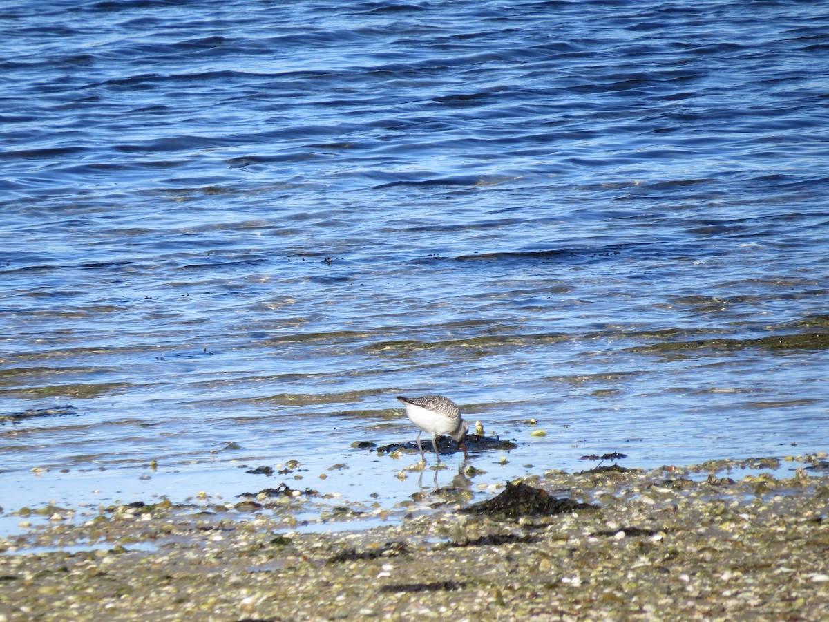 Black-bellied Plover - ML645954493