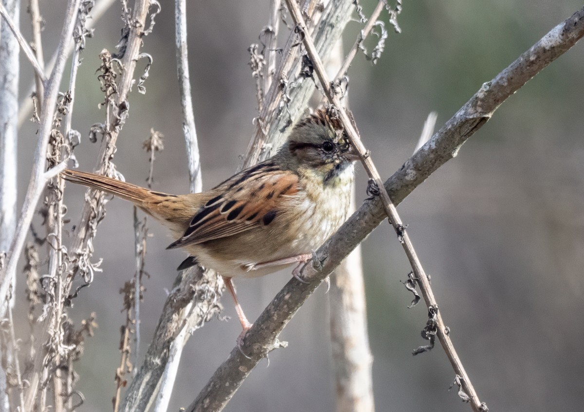 Swamp Sparrow - ML645954494