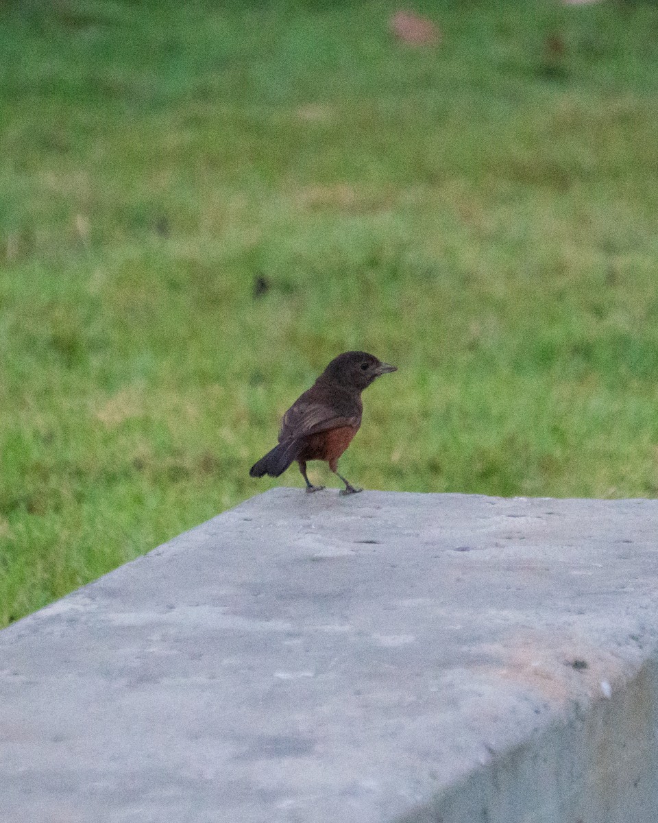 Brazilian Tanager - ML645954498