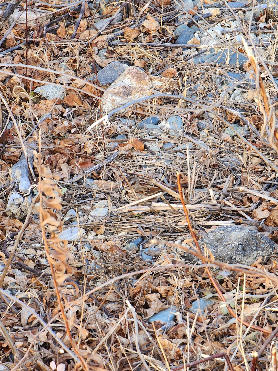 Song Sparrow - ML645954504