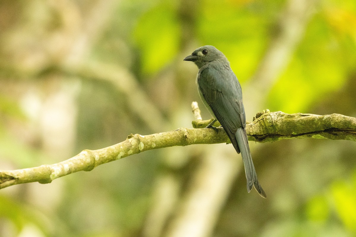 Ashy Drongo (Sumatran) - ML645954505