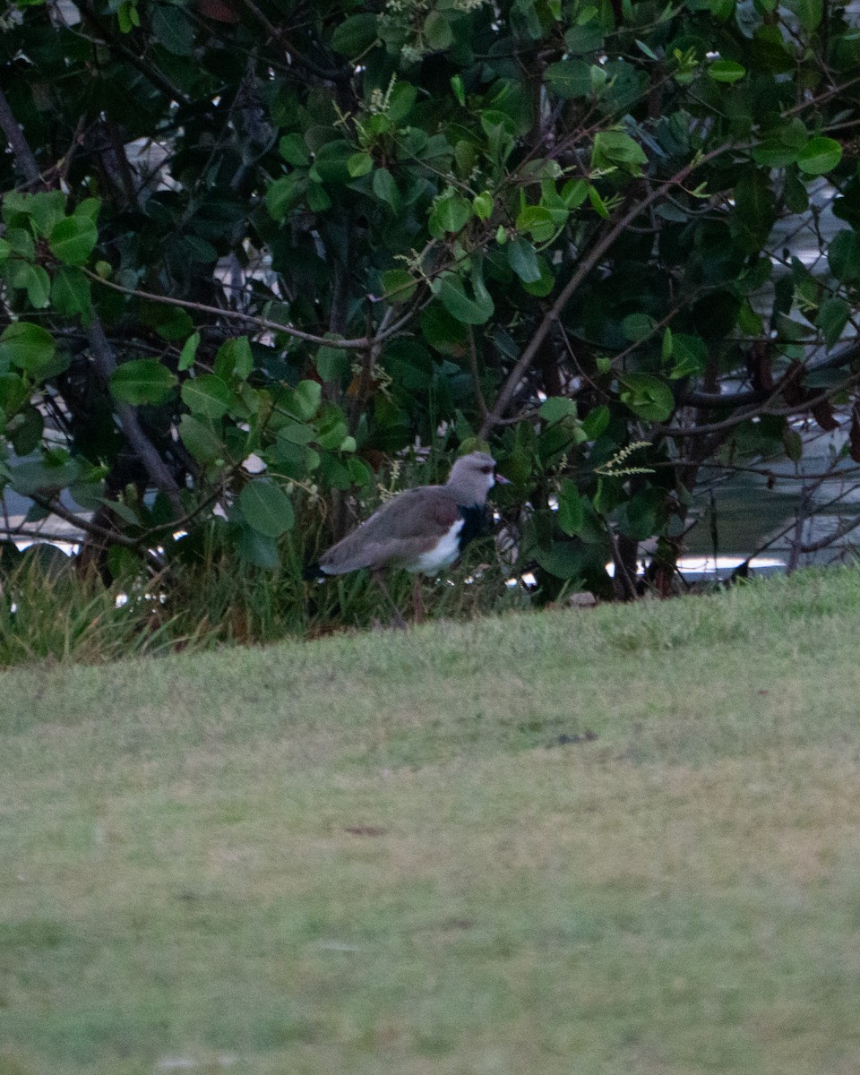 Southern Lapwing - ML645954506
