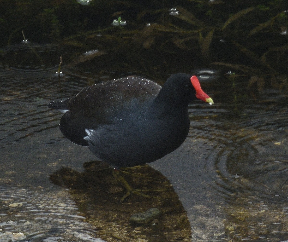 Common Gallinule - ML645954507
