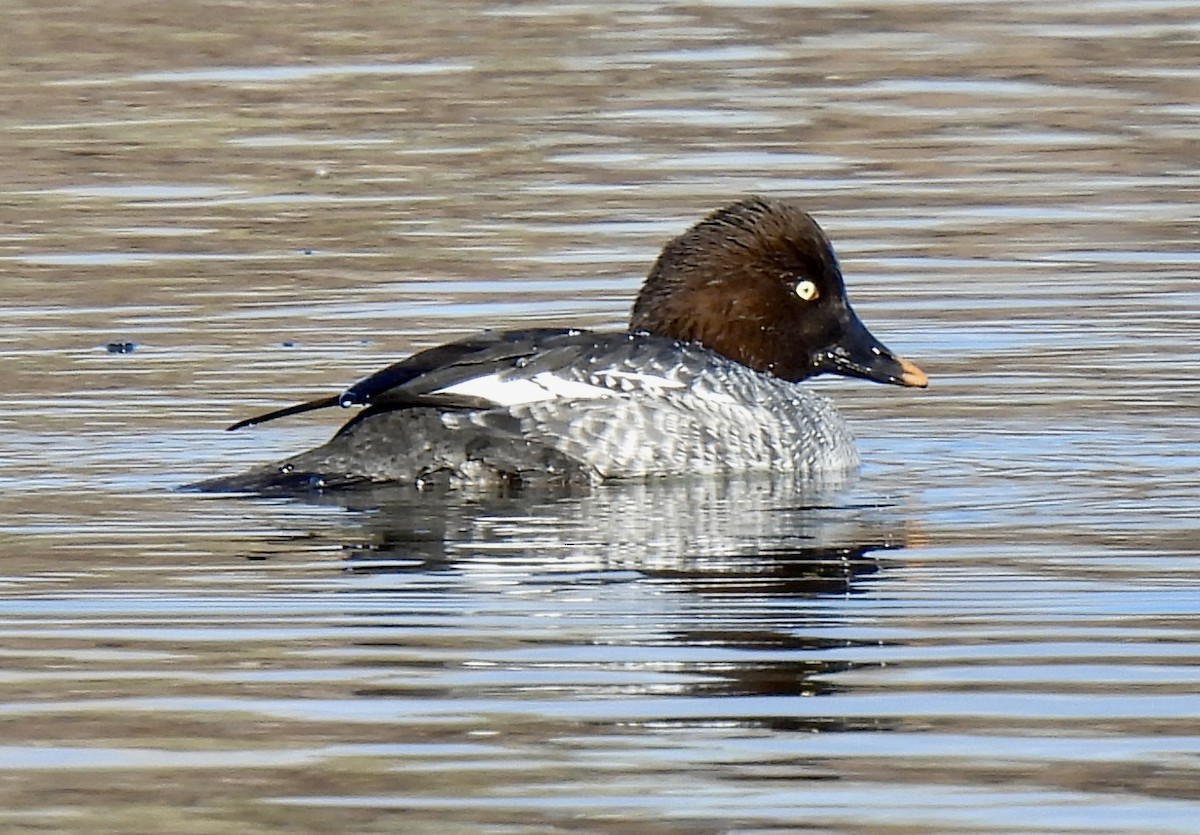 Common Goldeneye - ML645954508