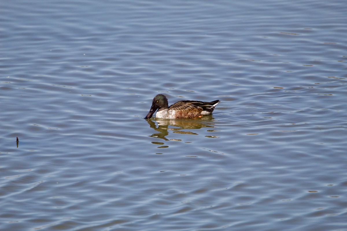 Northern Shoveler - ML645954510