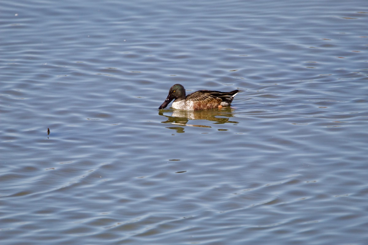 Northern Shoveler - ML645954511