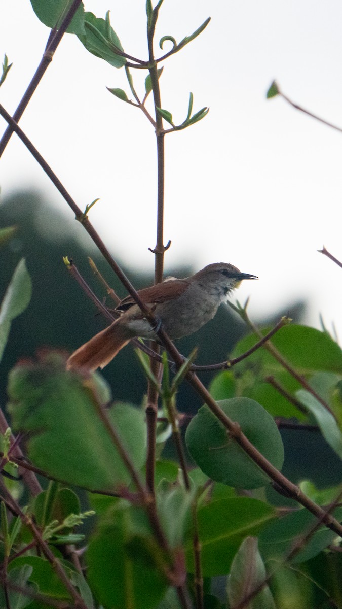 Yellow-chinned Spinetail - ML645954512