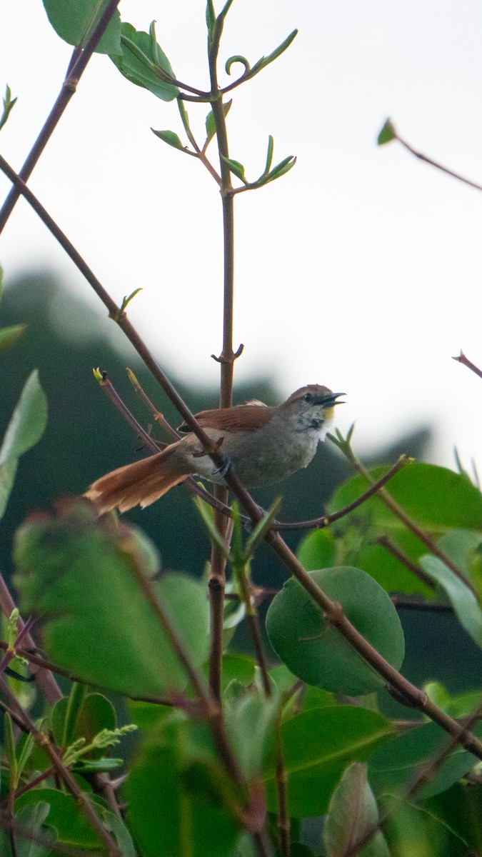 Yellow-chinned Spinetail - ML645954513