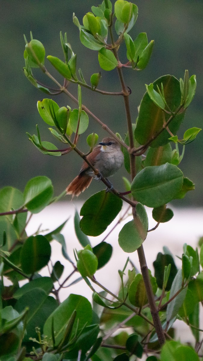 Yellow-chinned Spinetail - ML645954514