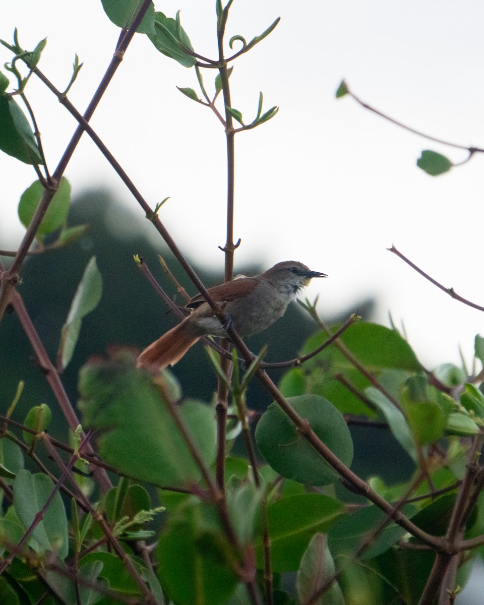 Yellow-chinned Spinetail - ML645954515