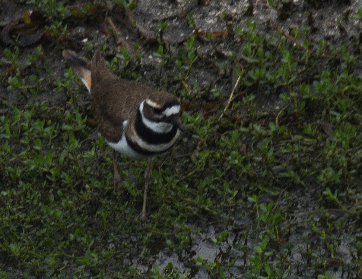 Killdeer - ML645954520