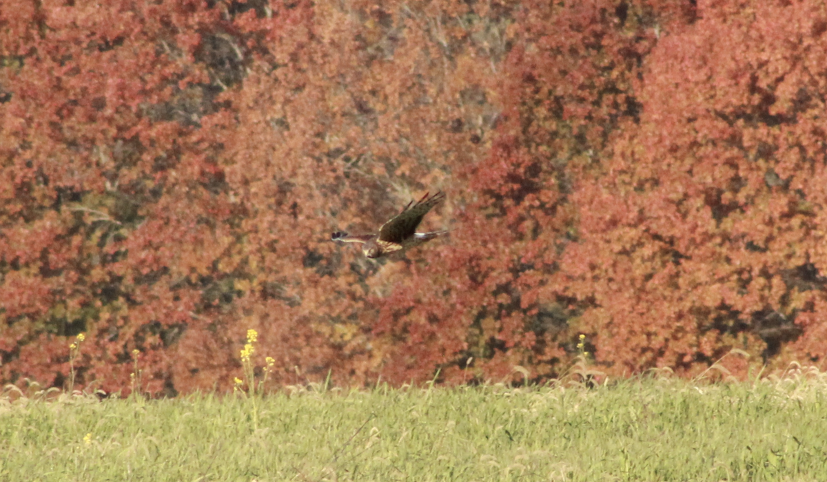 Northern Harrier - ML645954521