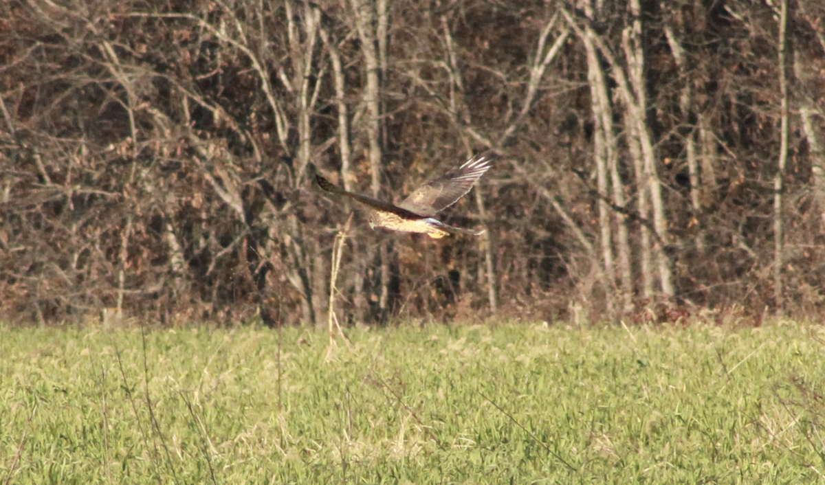 Northern Harrier - ML645954522