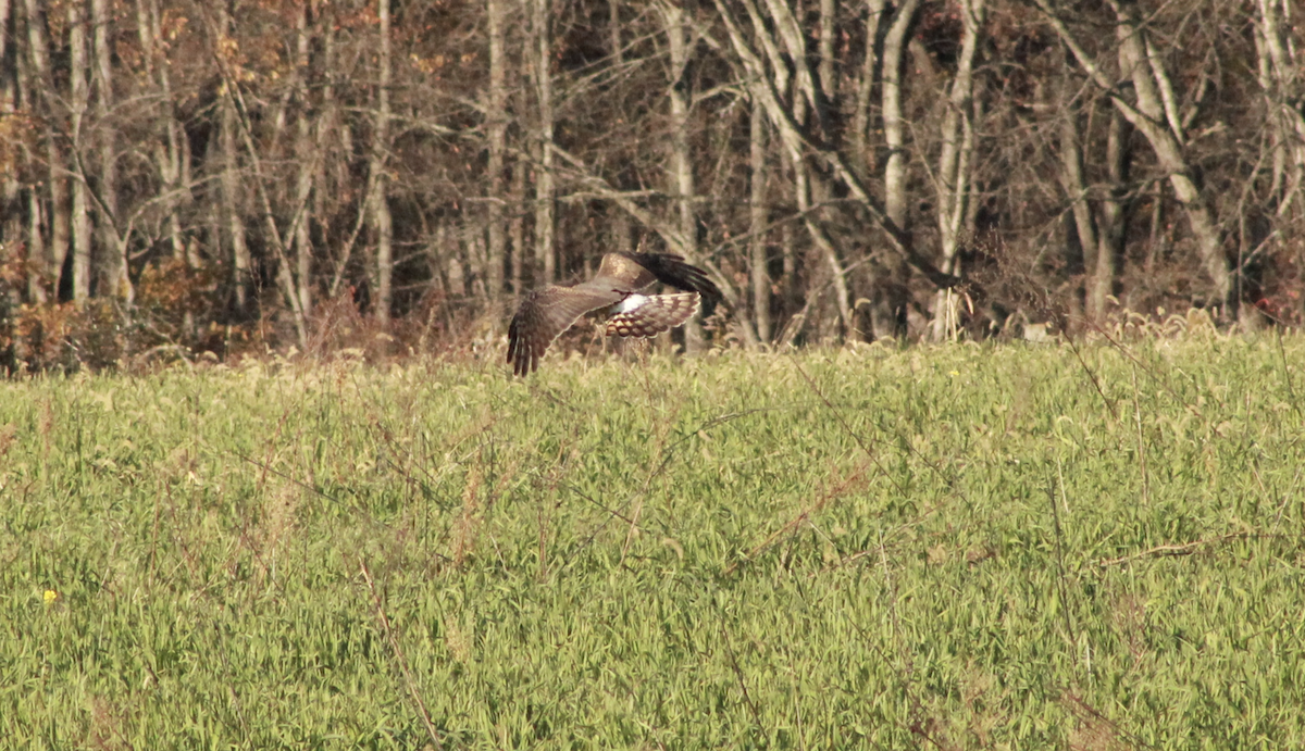 Northern Harrier - ML645954523