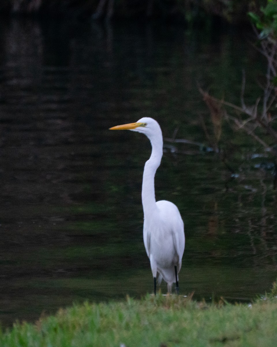 Great Egret - ML645954524