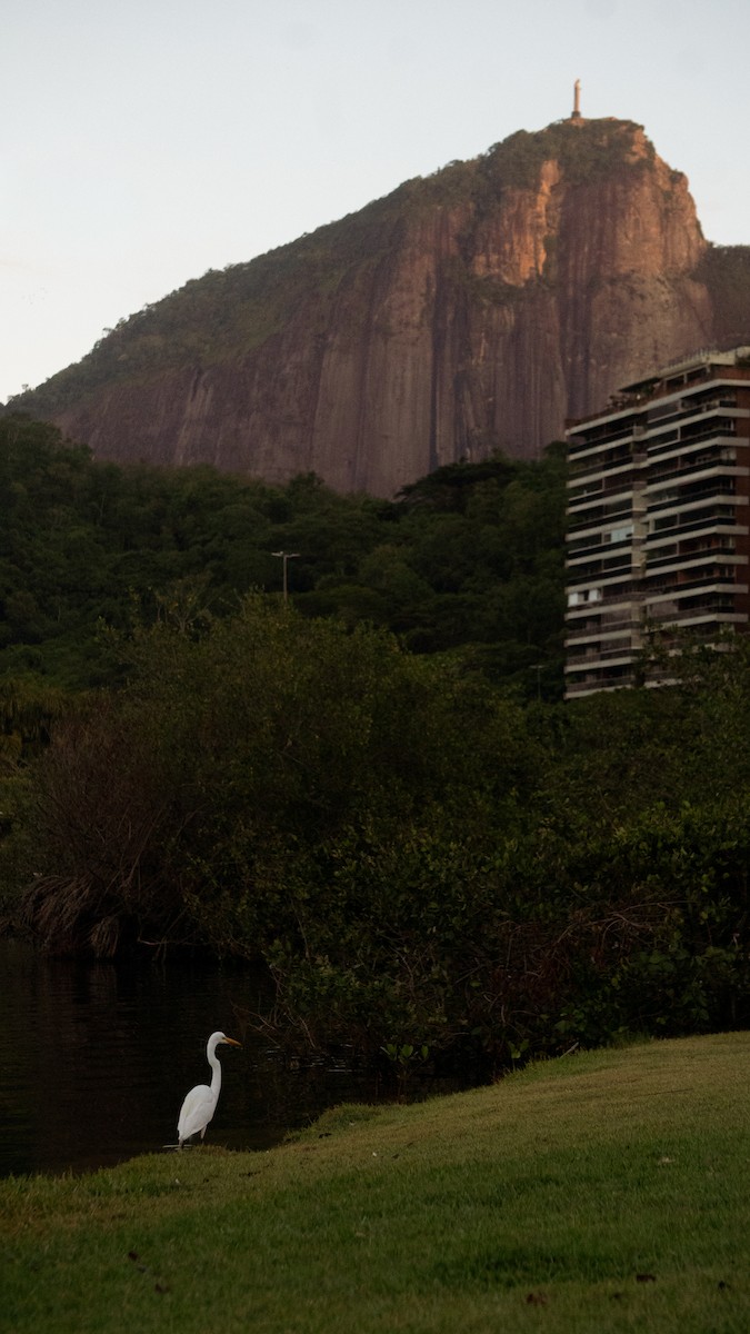 Great Egret - ML645954525