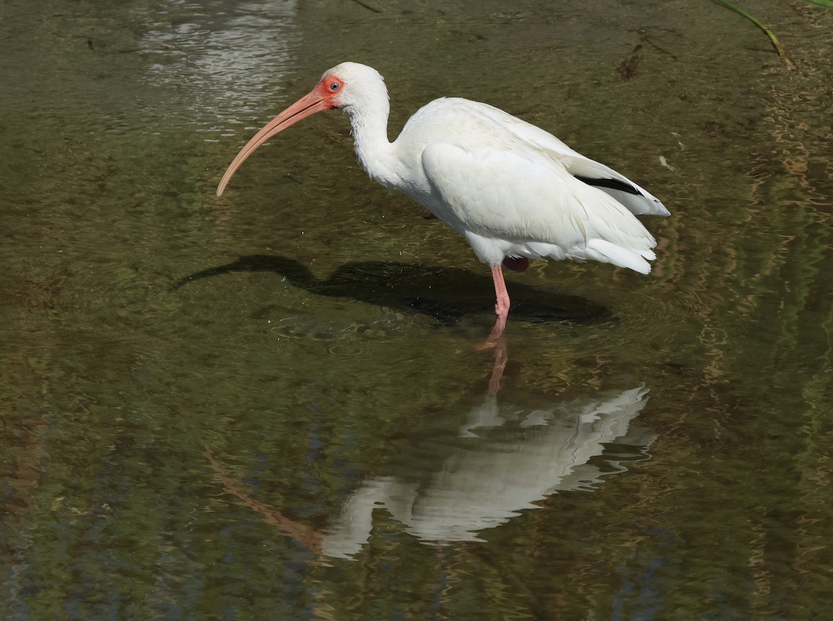 White Ibis - ML645954526