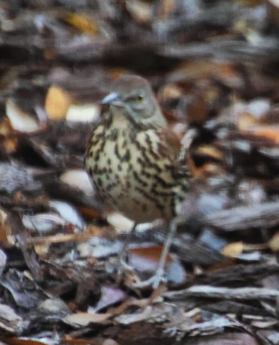 Brown Thrasher - ML645954527