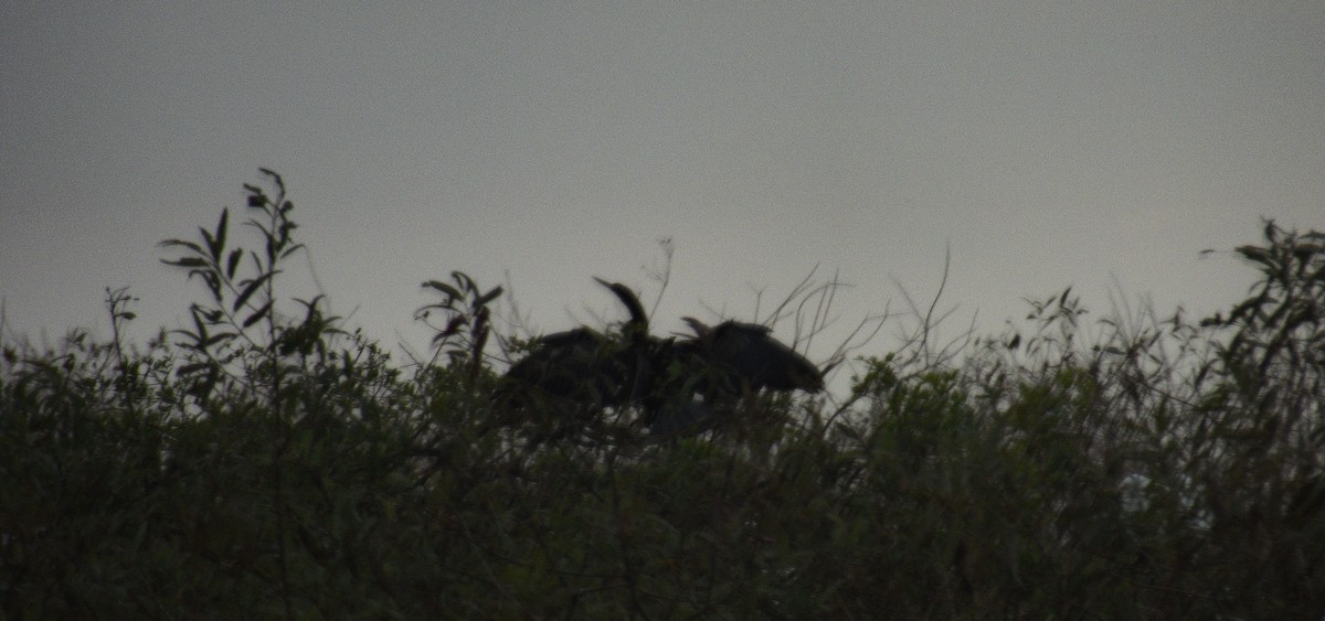 Anhinga - ML645954529