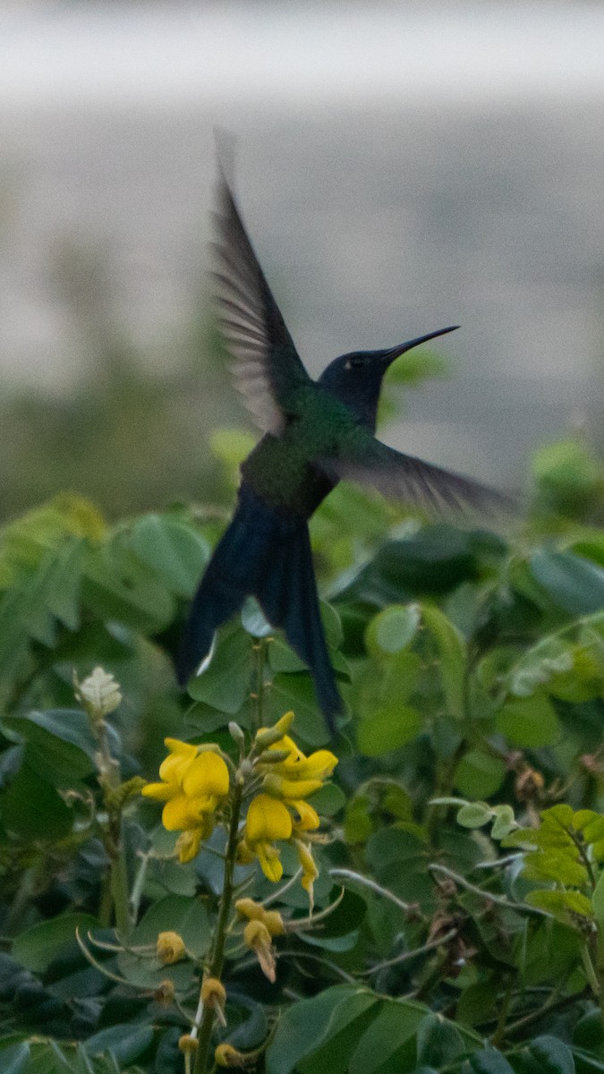 Swallow-tailed Hummingbird - ML645954530