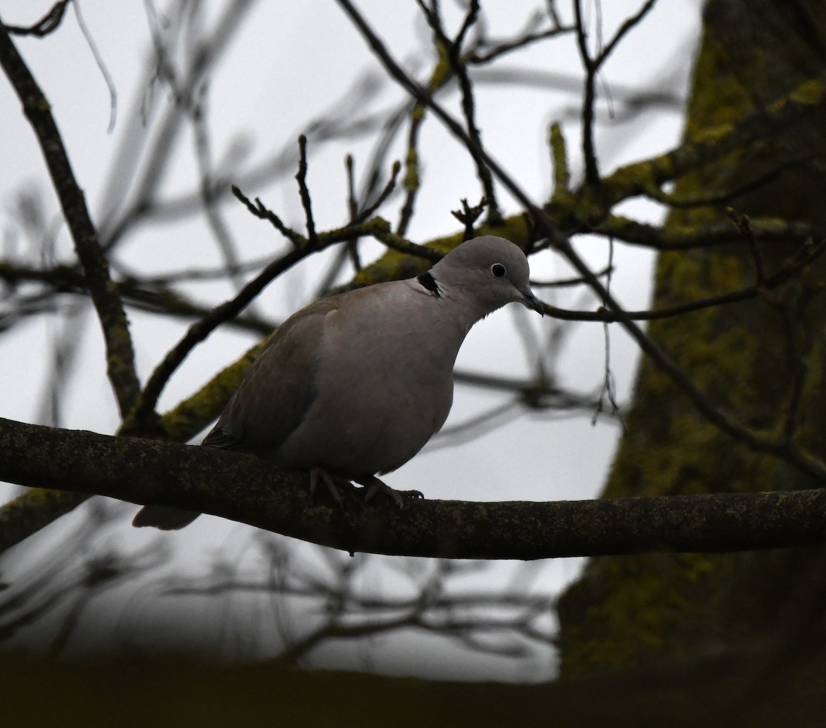 Eurasian Collared-Dove - ML645954533