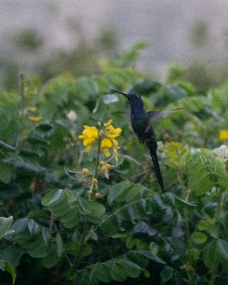 Swallow-tailed Hummingbird - ML645954534