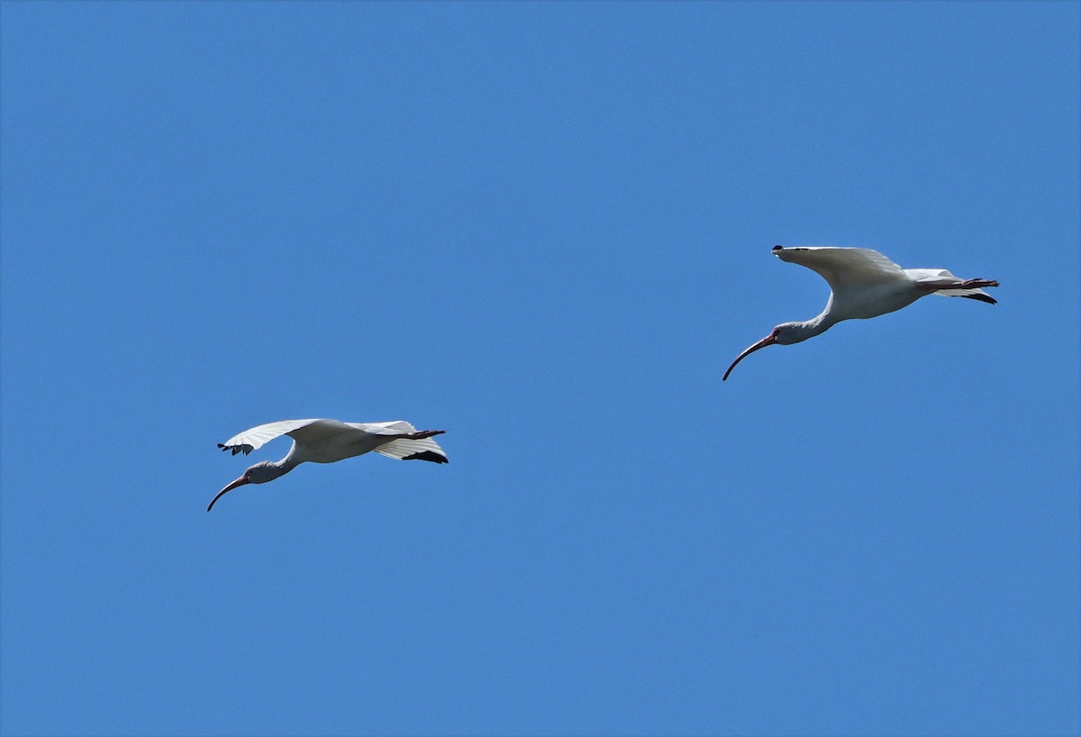 White Ibis - ML645954535
