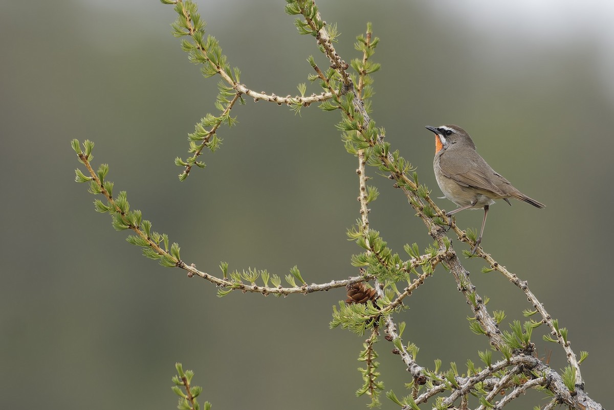 Siberian Rubythroat - ML645954540