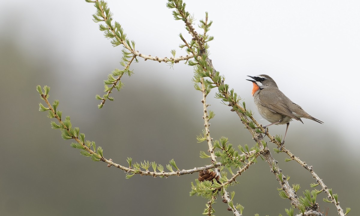 Siberian Rubythroat - ML645954541