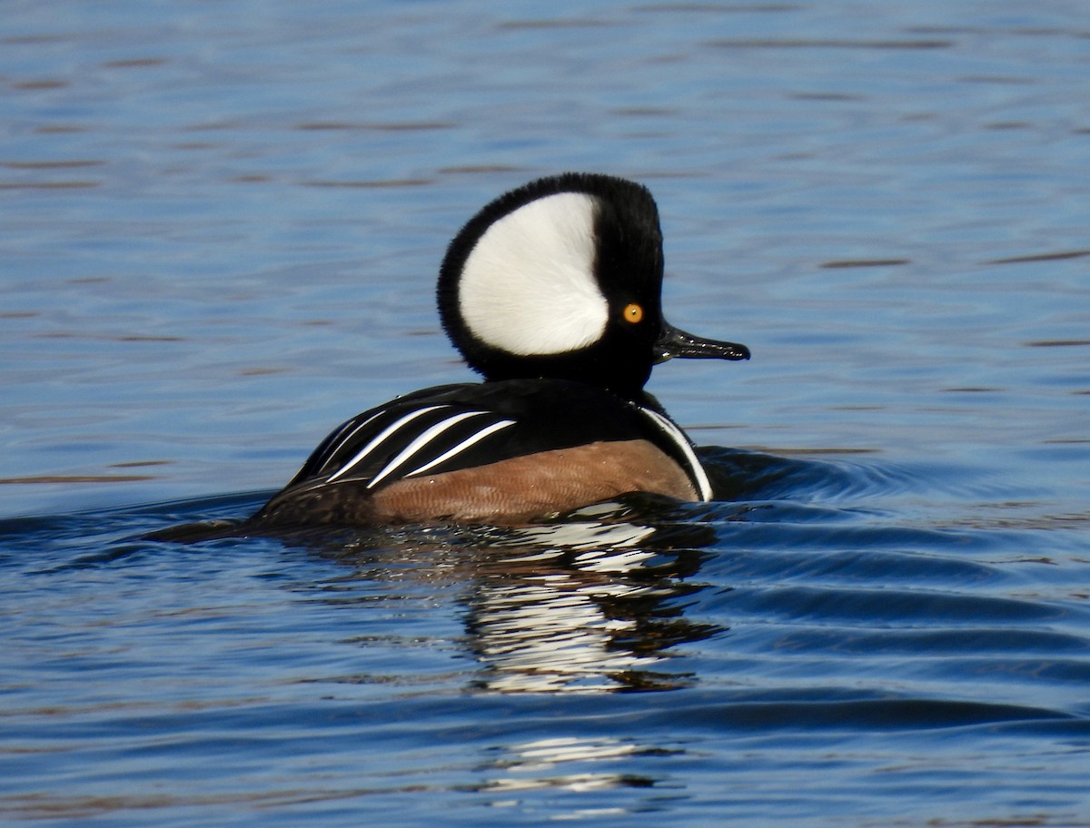 Hooded Merganser - ML645954545