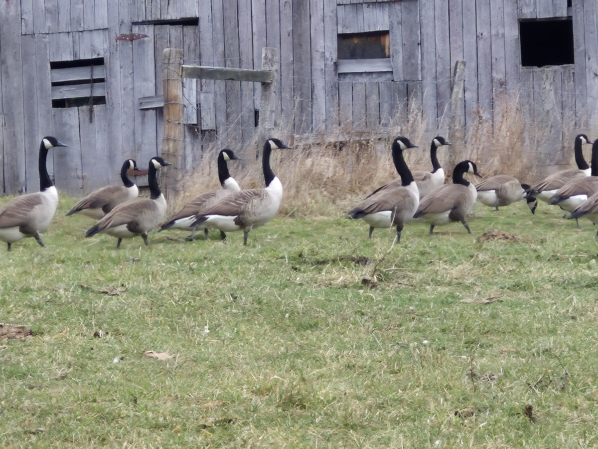 kanadagås - ML645954564