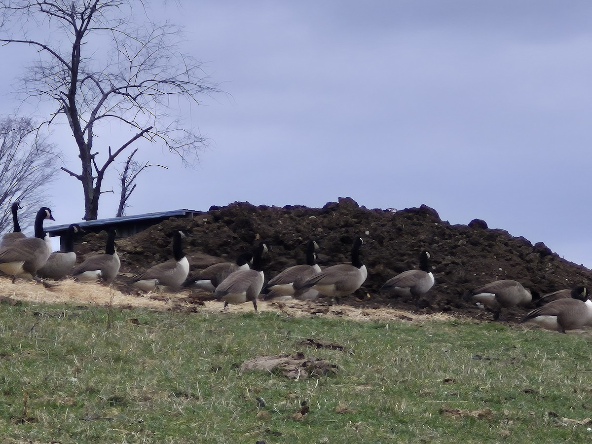 kanadagås - ML645954565