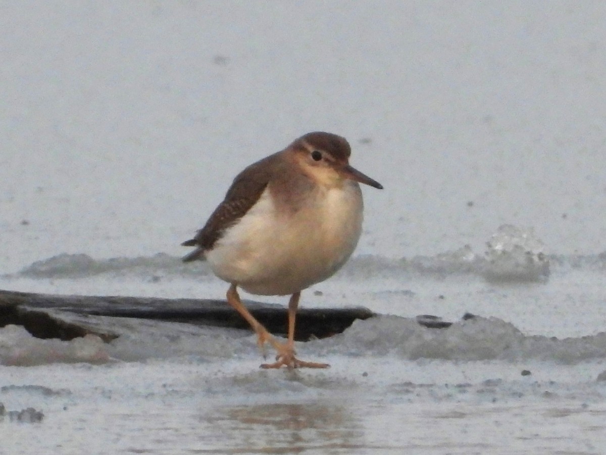 Spotted Sandpiper - ML645954569