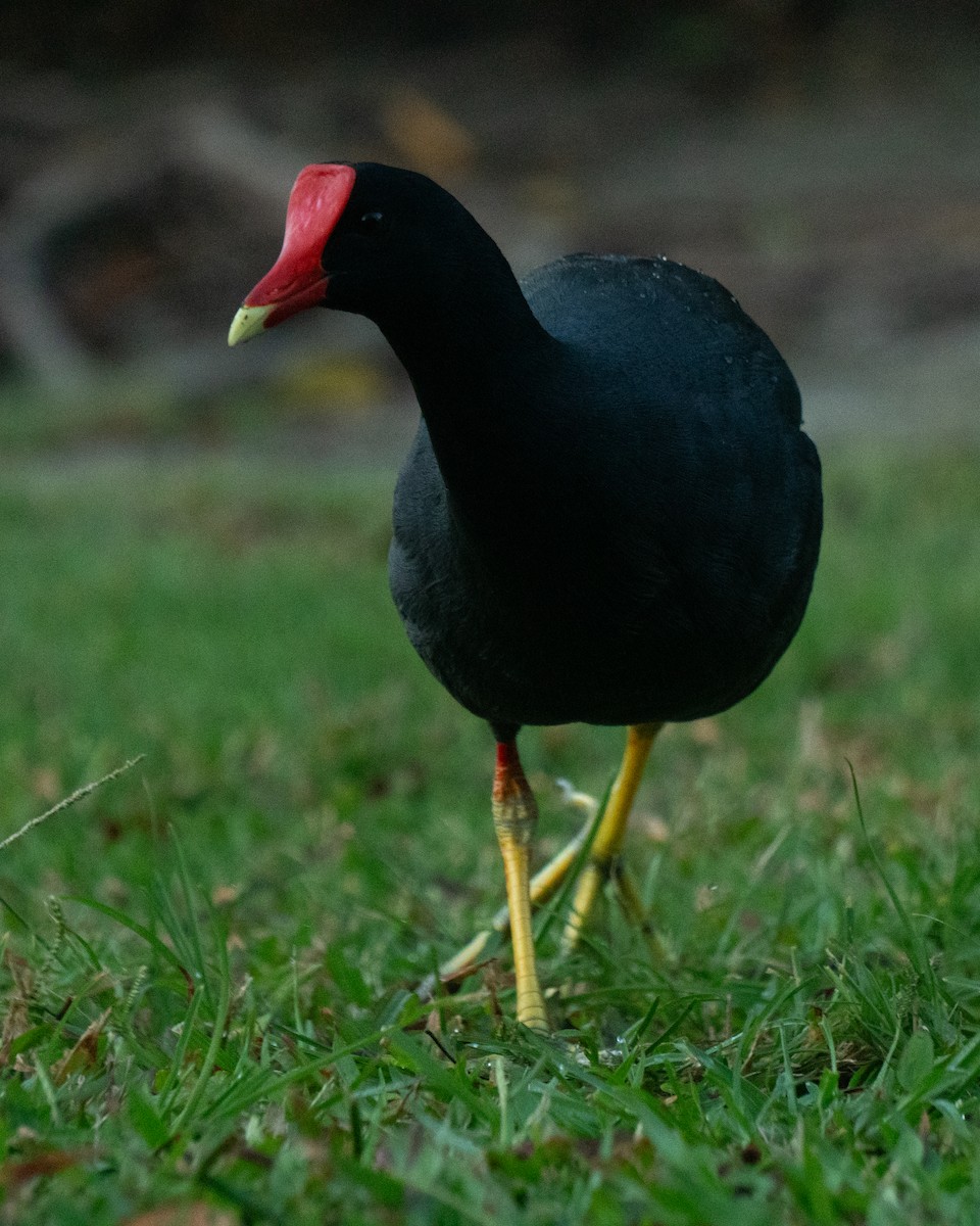 slípka americká - ML645954571