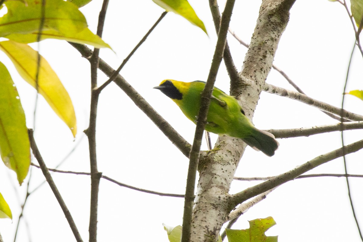 Sumatran Leafbird - ML645954576