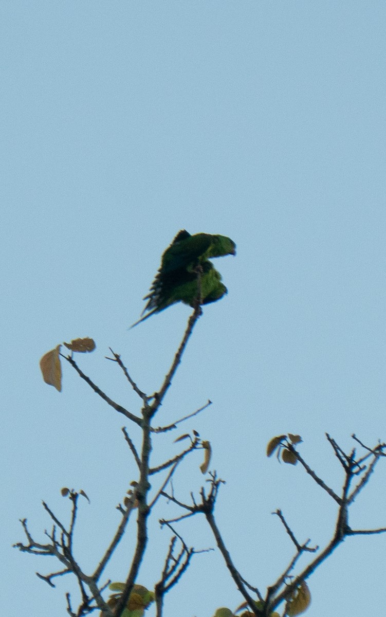 Plain Parakeet - ML645954577