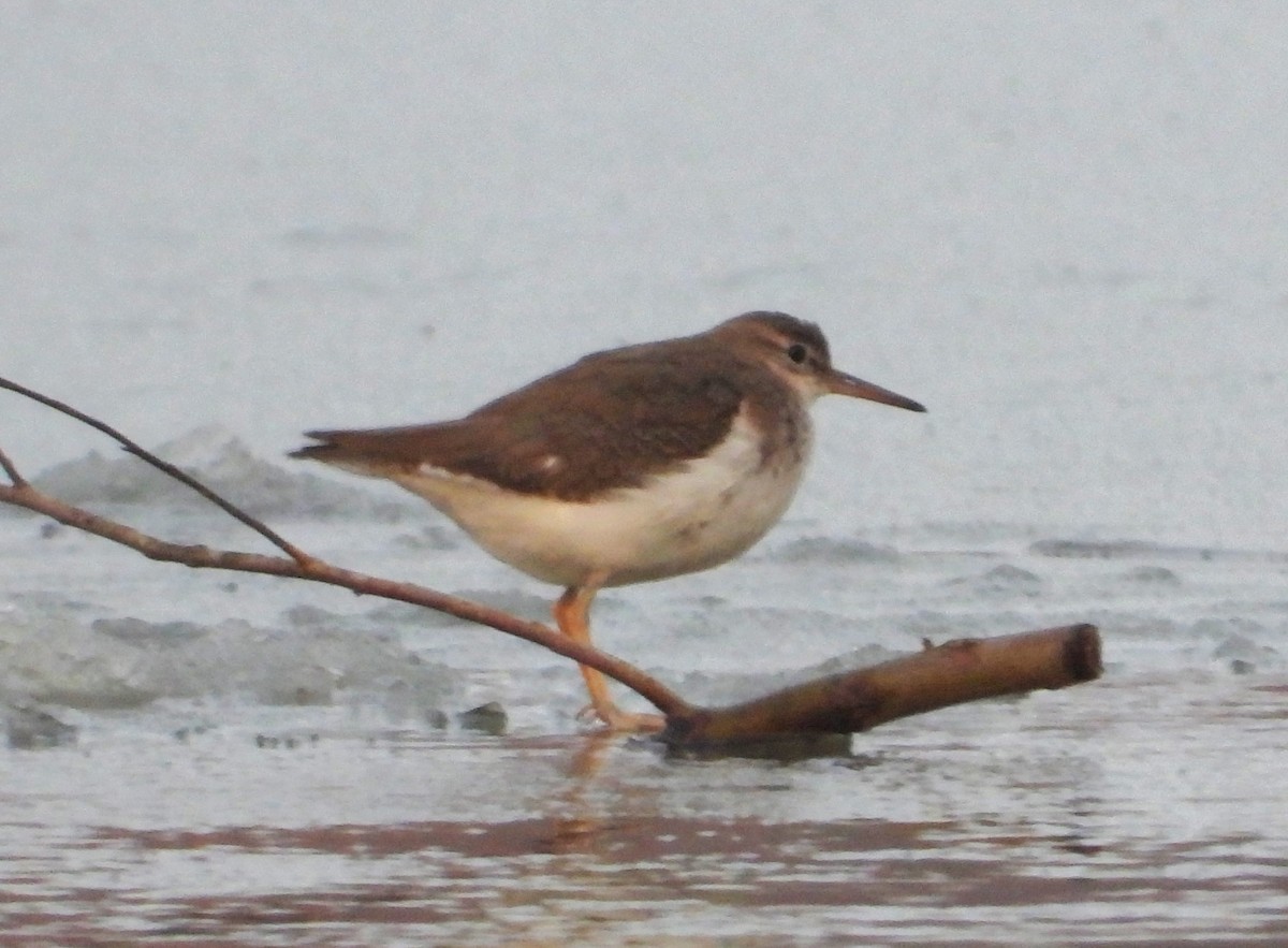 Spotted Sandpiper - ML645954578