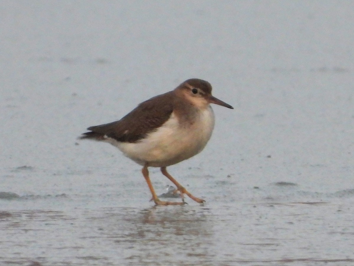 Spotted Sandpiper - ML645954579