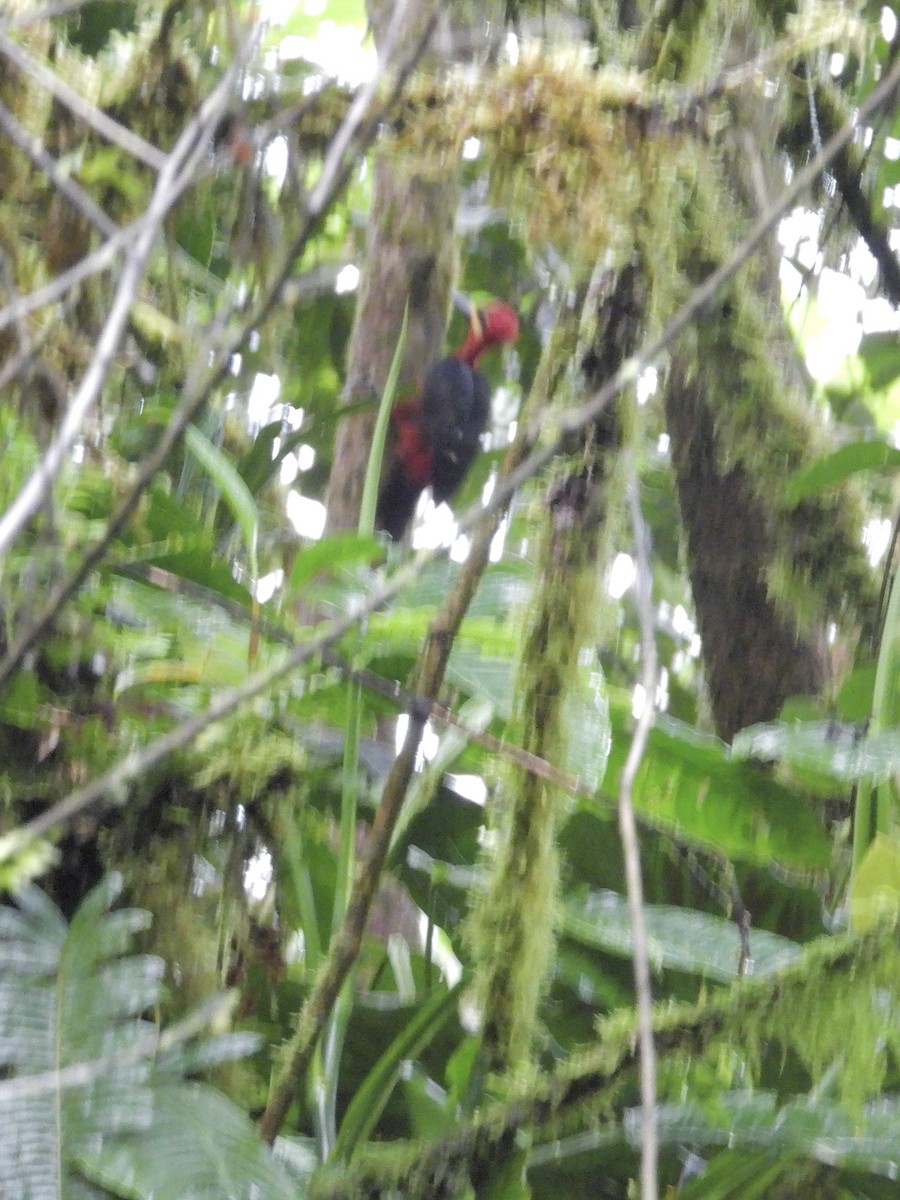 karminspett - ML645954595