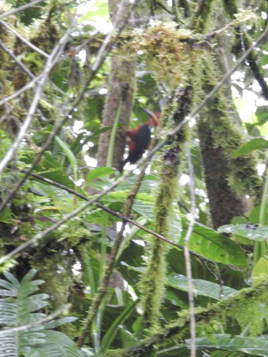 karminspett - ML645954596