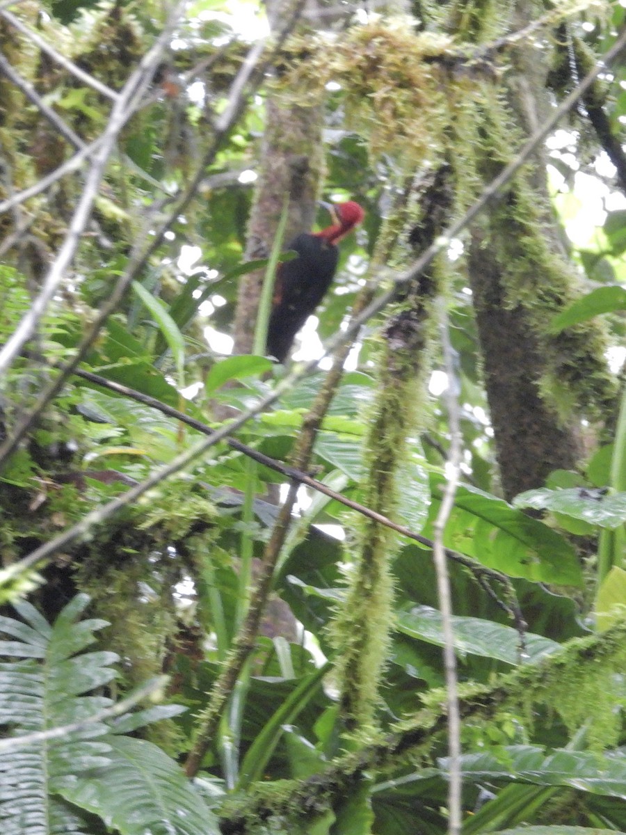 karminspett - ML645954598