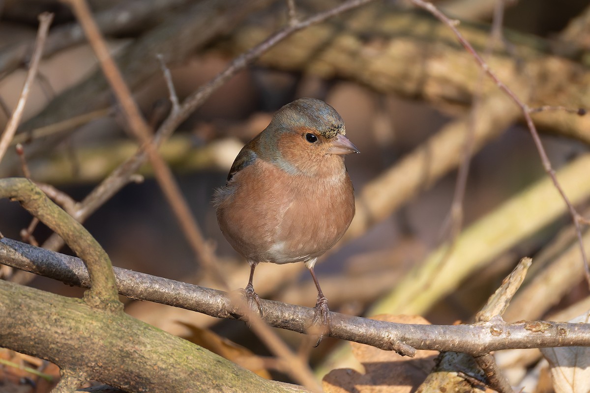 Common Chaffinch - ML645954605