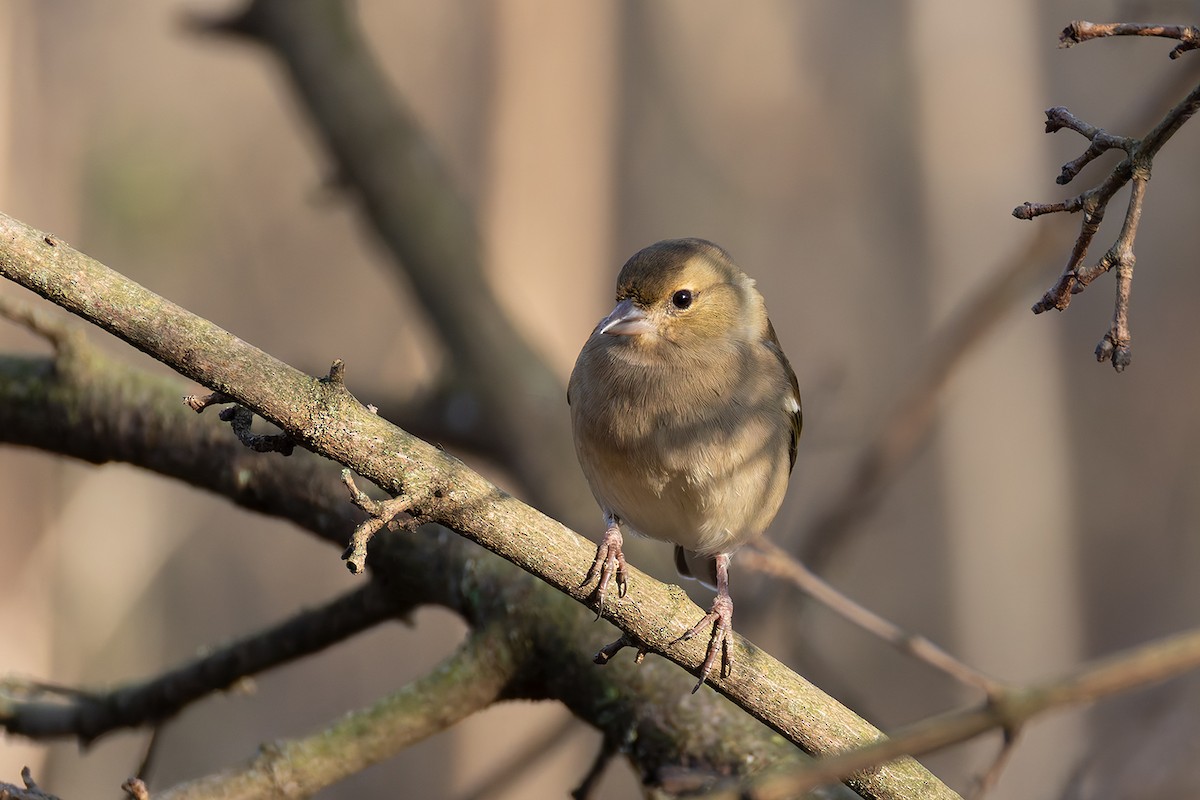 Common Chaffinch - ML645954606
