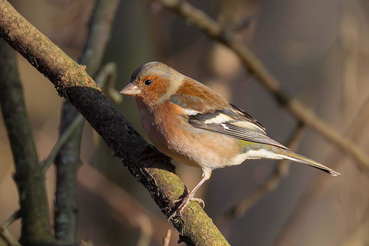 Common Chaffinch - ML645954607