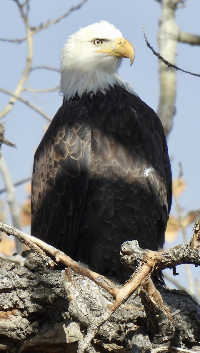Bald Eagle - ML645954611