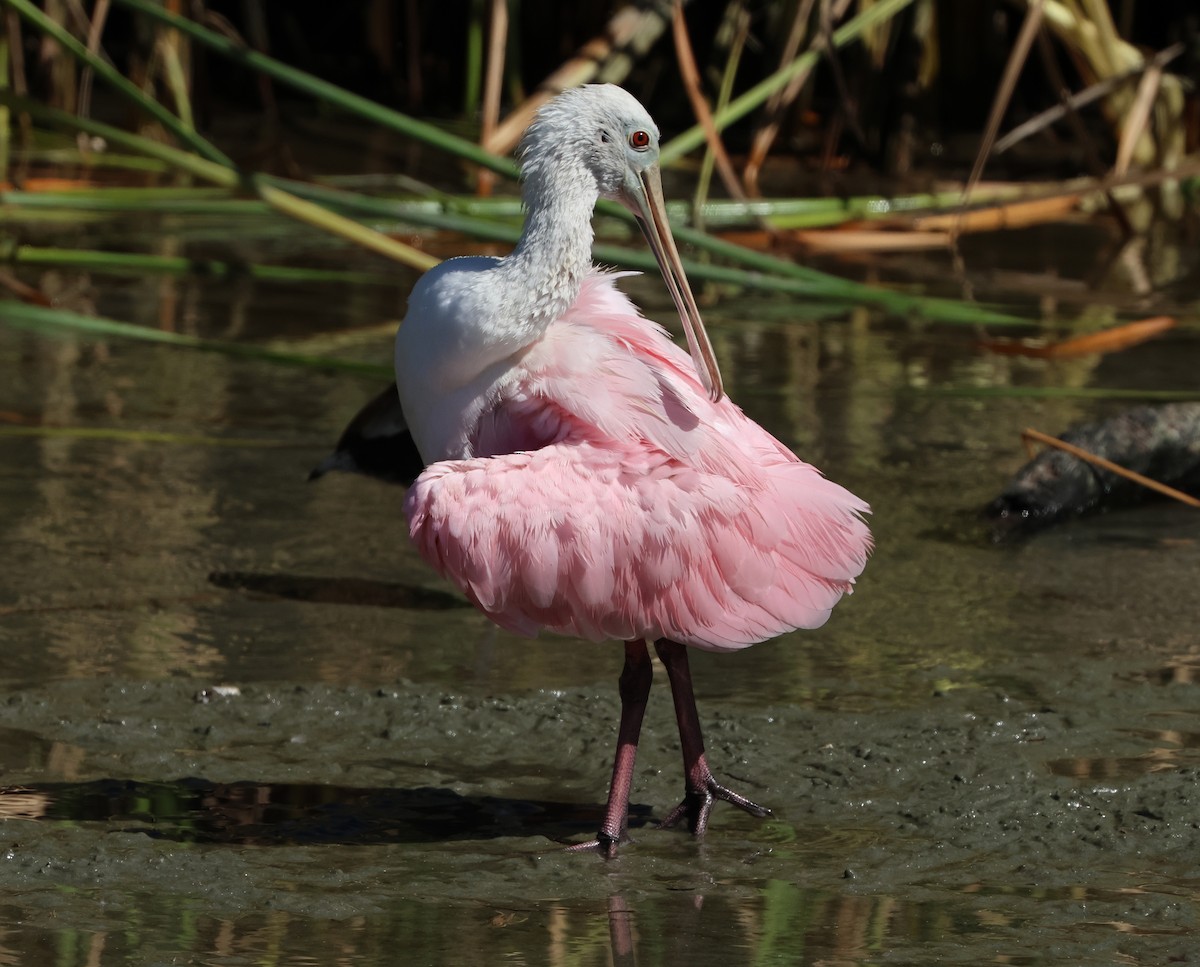 Espátula Rosada - ML645954620
