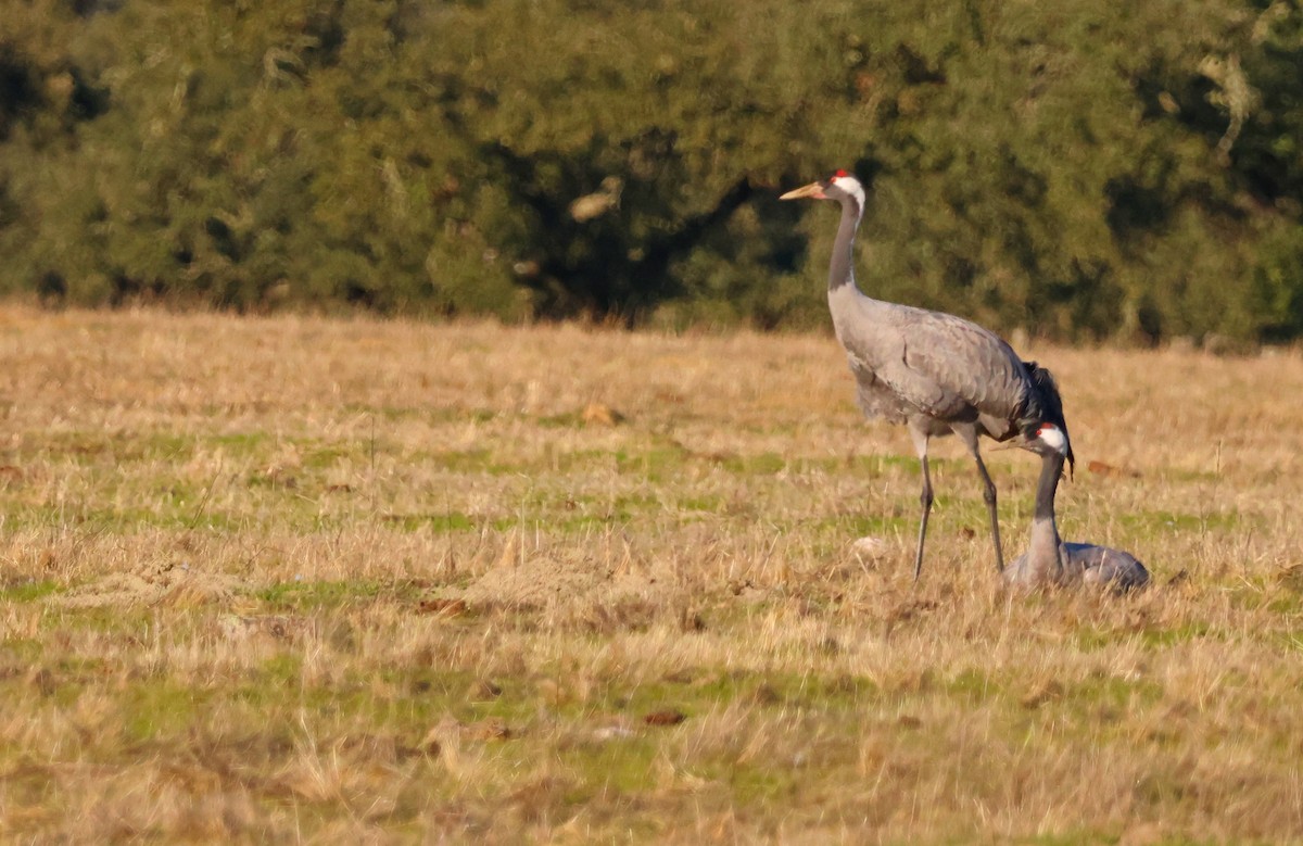 Common Crane - ML645954622